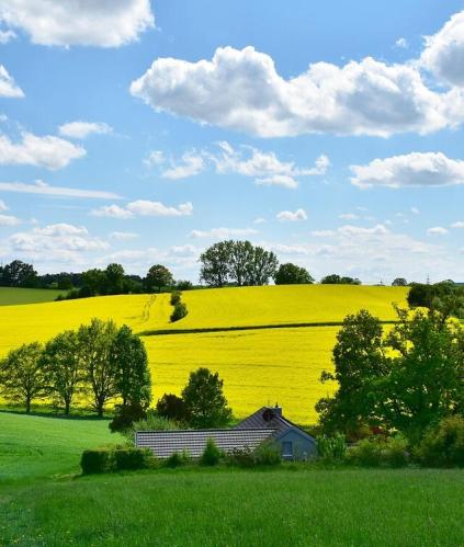 Champ et gestion des intercultures