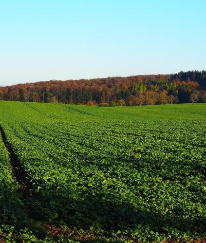 Champ et fertilisation azotée