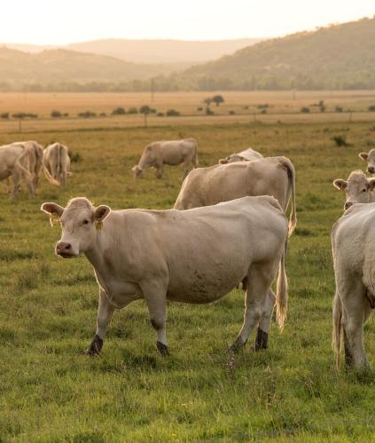 Stockage des effluents