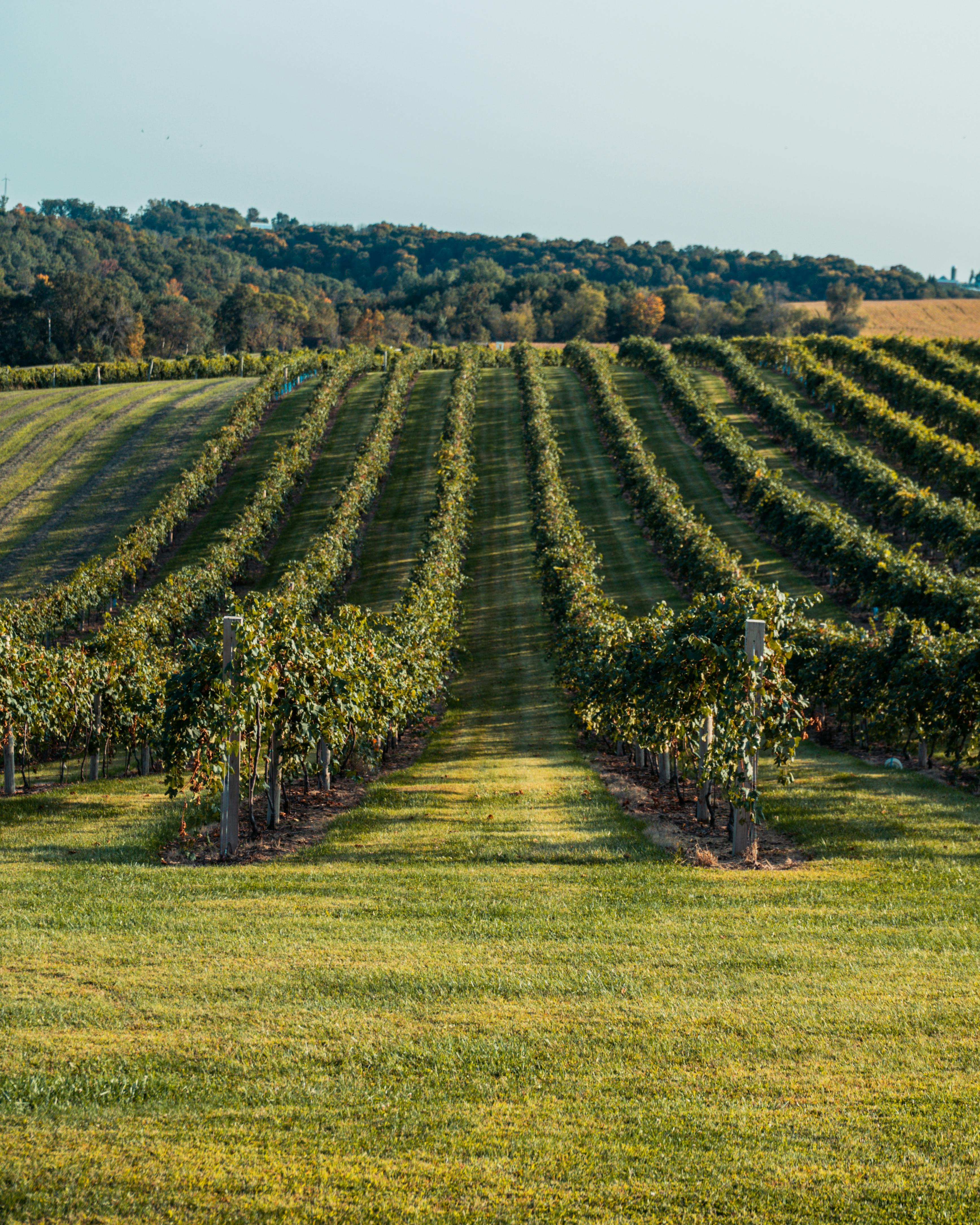 vignerons du 37 et 41 profitez d'un accompagnement comptable et  de gestion à 360°